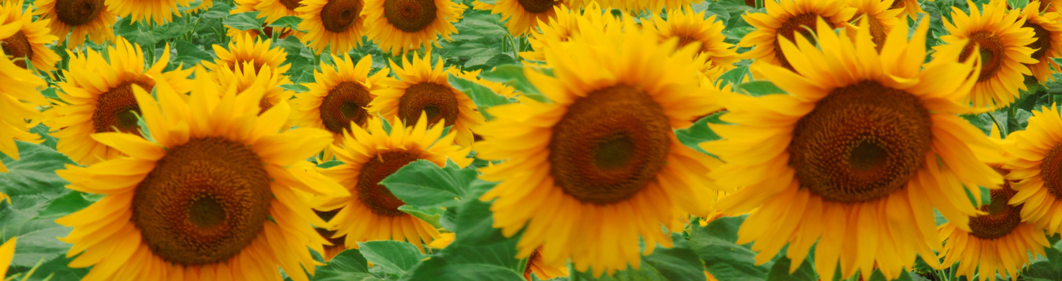 zonnebloemen